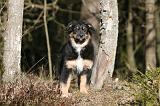 BERGER AUSTRALIEN PUPPIES 592